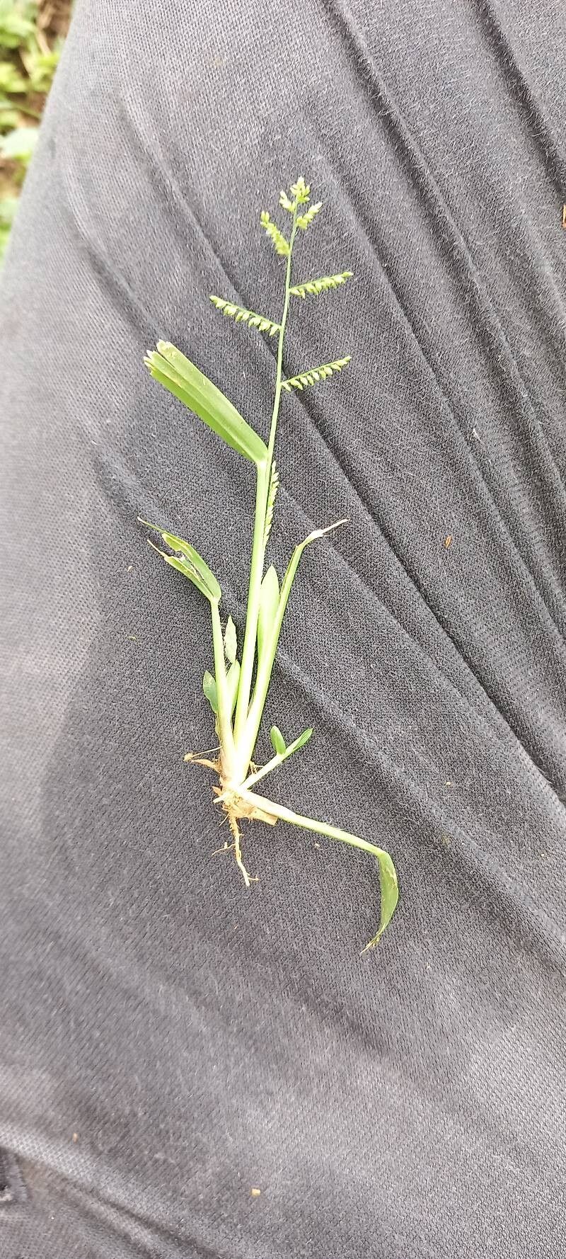 Echinochloa pyramidalis — houseplant care guide