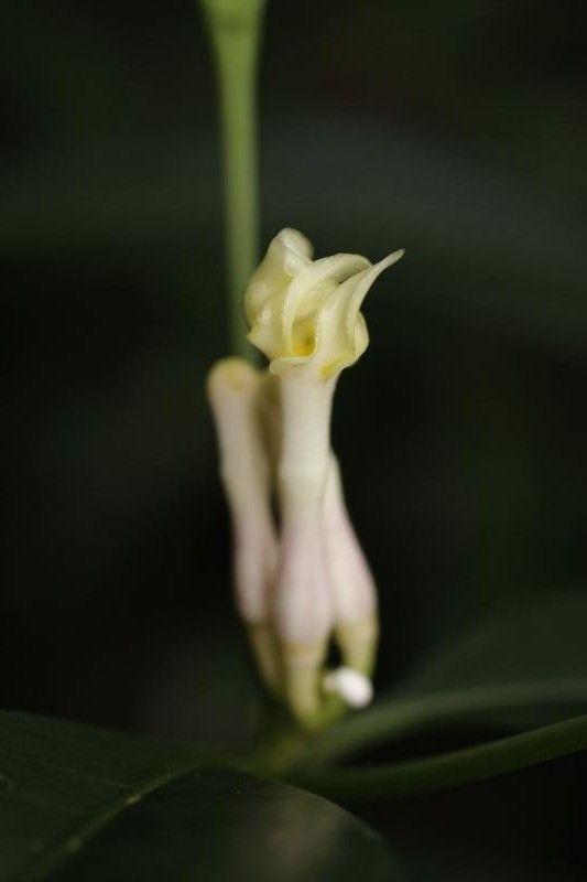 Tabernaemontana disticha flower