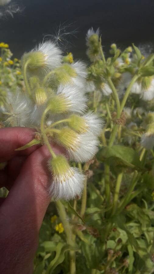 Tephroseris palustris fruit