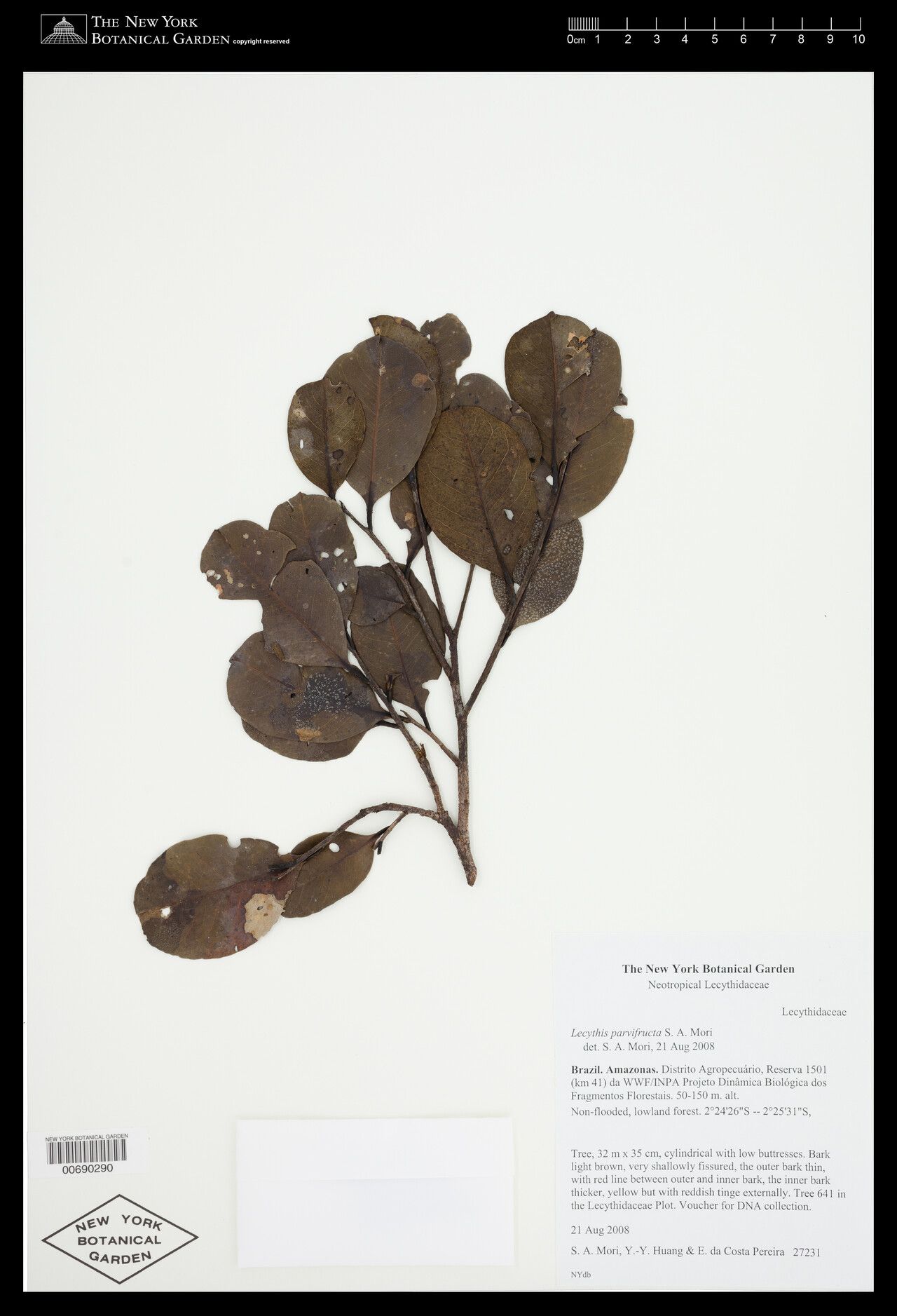 Lecythis parvifructa — houseplant care guide