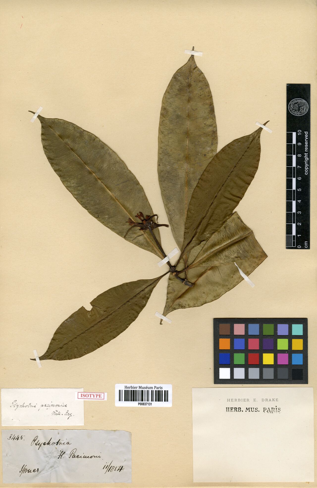 Carapichea pacimonica fruit