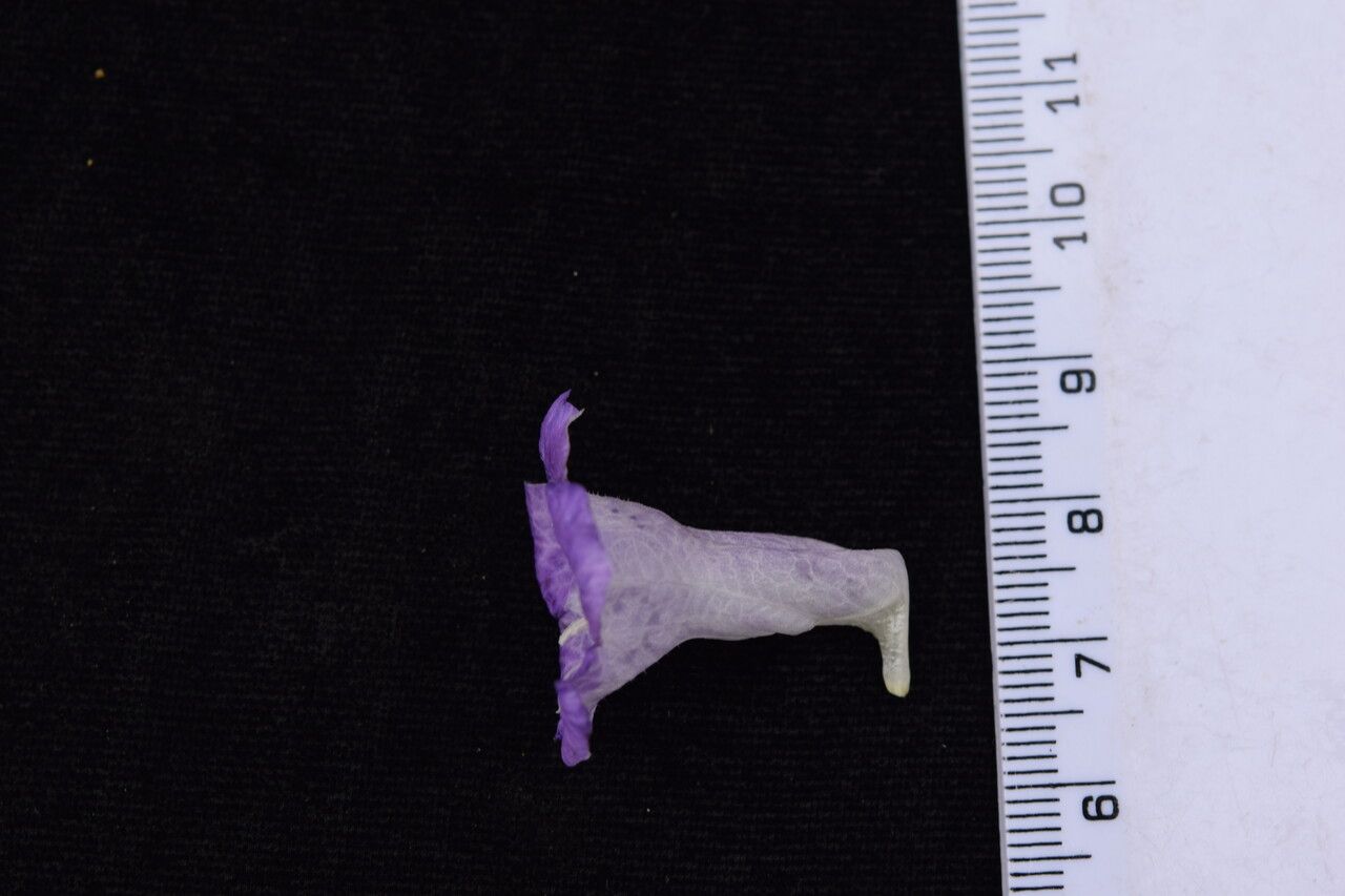 Strobilanthes saccata other