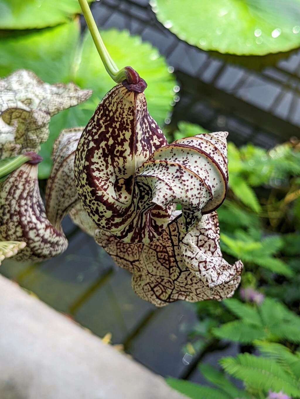 Aristolochia cymbifera flower