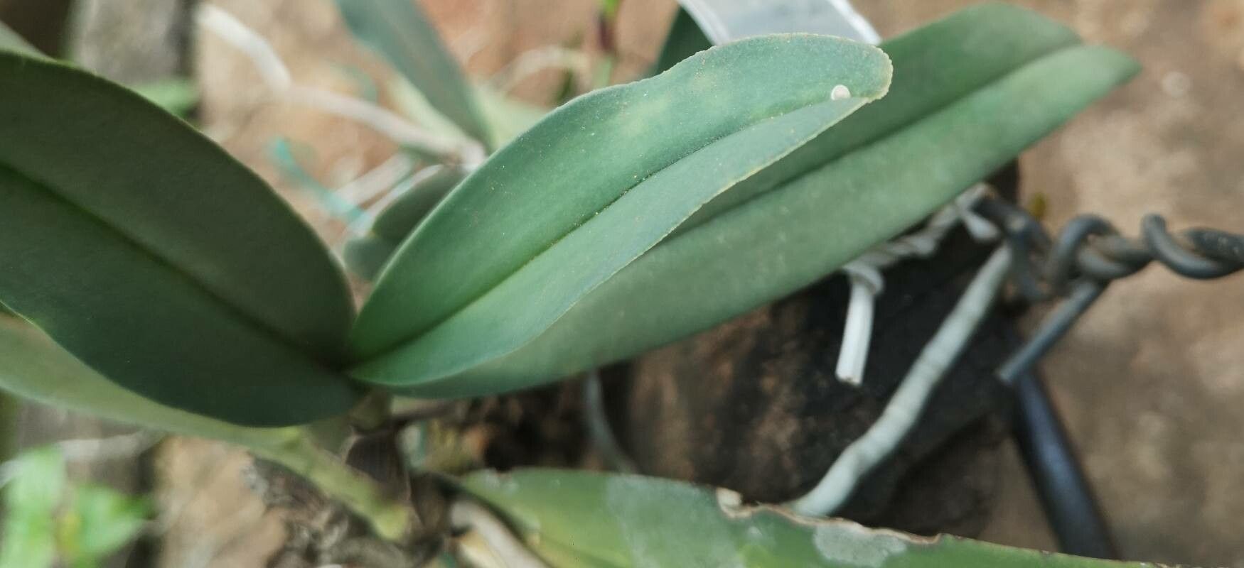 Cyrtorchis letouzeyi leaf