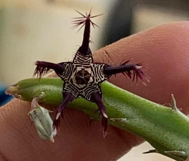 Caralluma adscendens — houseplant care guide