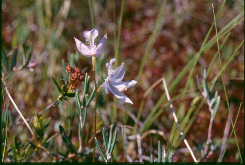 Calopogon tuberosus habit