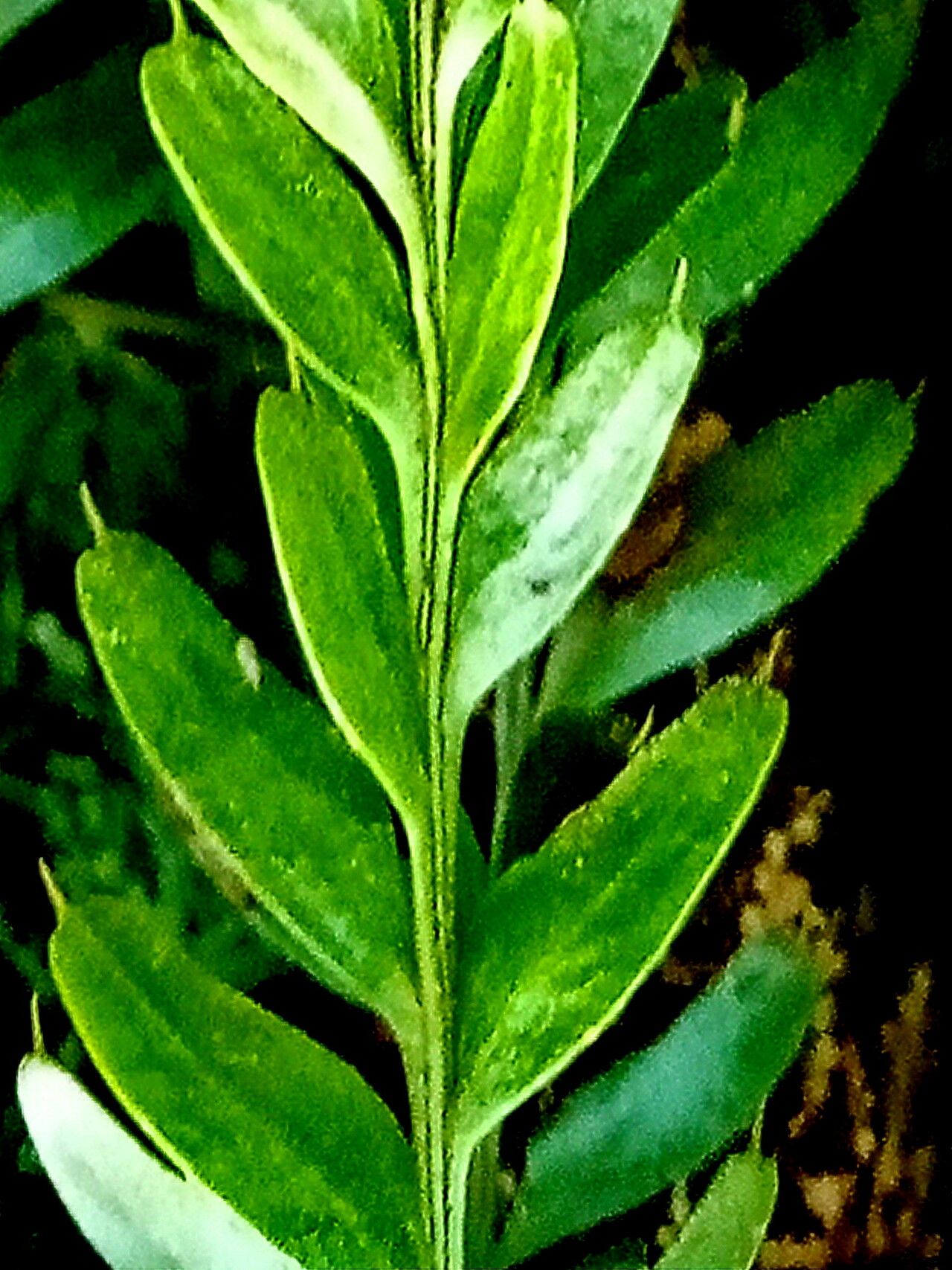 Tmesipteris obliqua — related species from the same genus