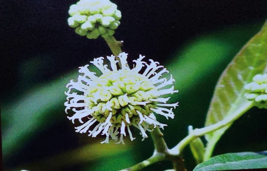 Camptotheca acuminata flower