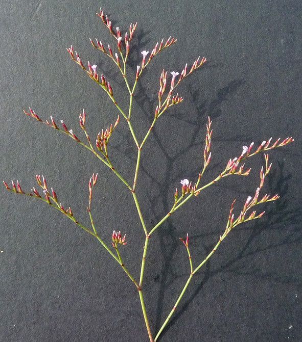 Limonium duriusculum other