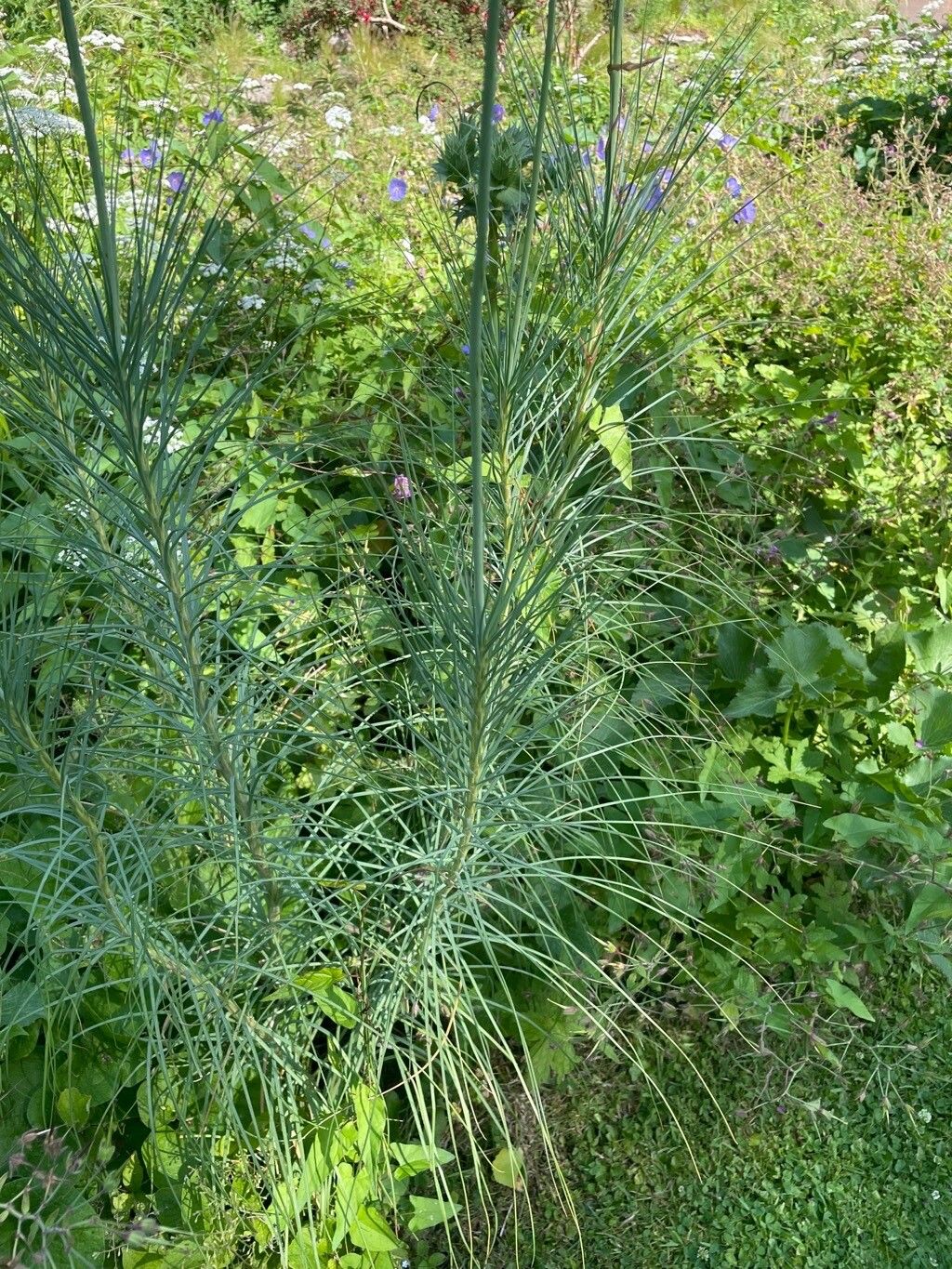 Asphodeline lutea leaf