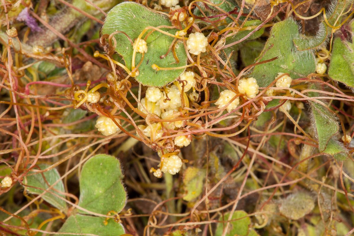 Cuscuta scandens flower