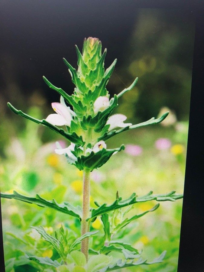 Euphrasia picta flower