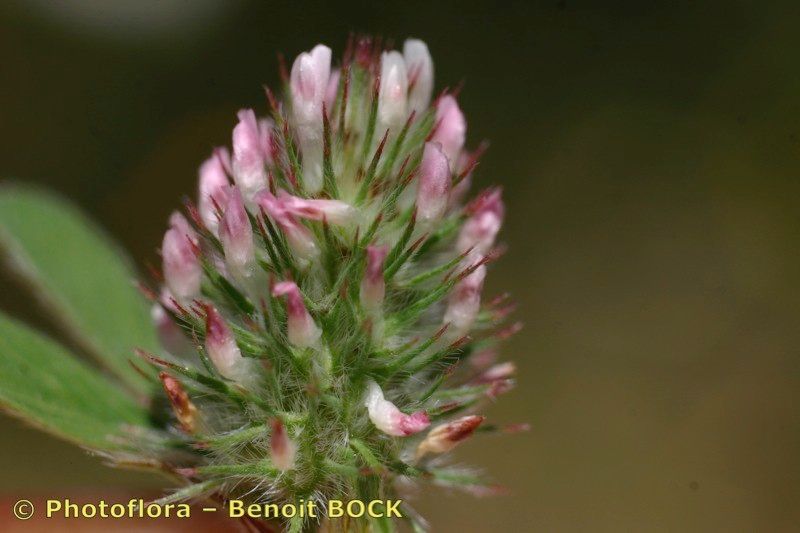 Trifolium gemellum flower