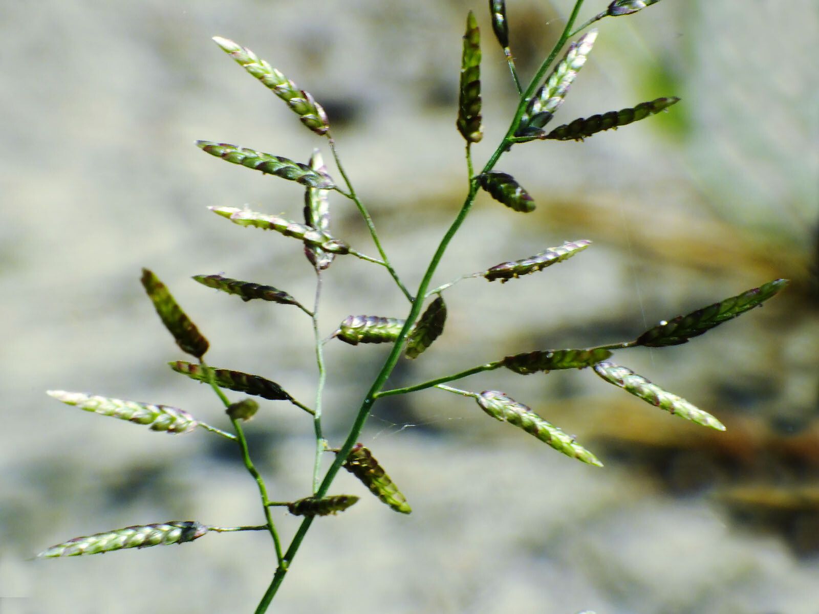 Eragrostis minor flower