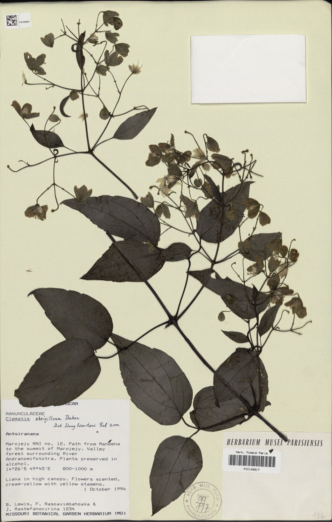 Clematis strigillosa — search result for 'Clematis'