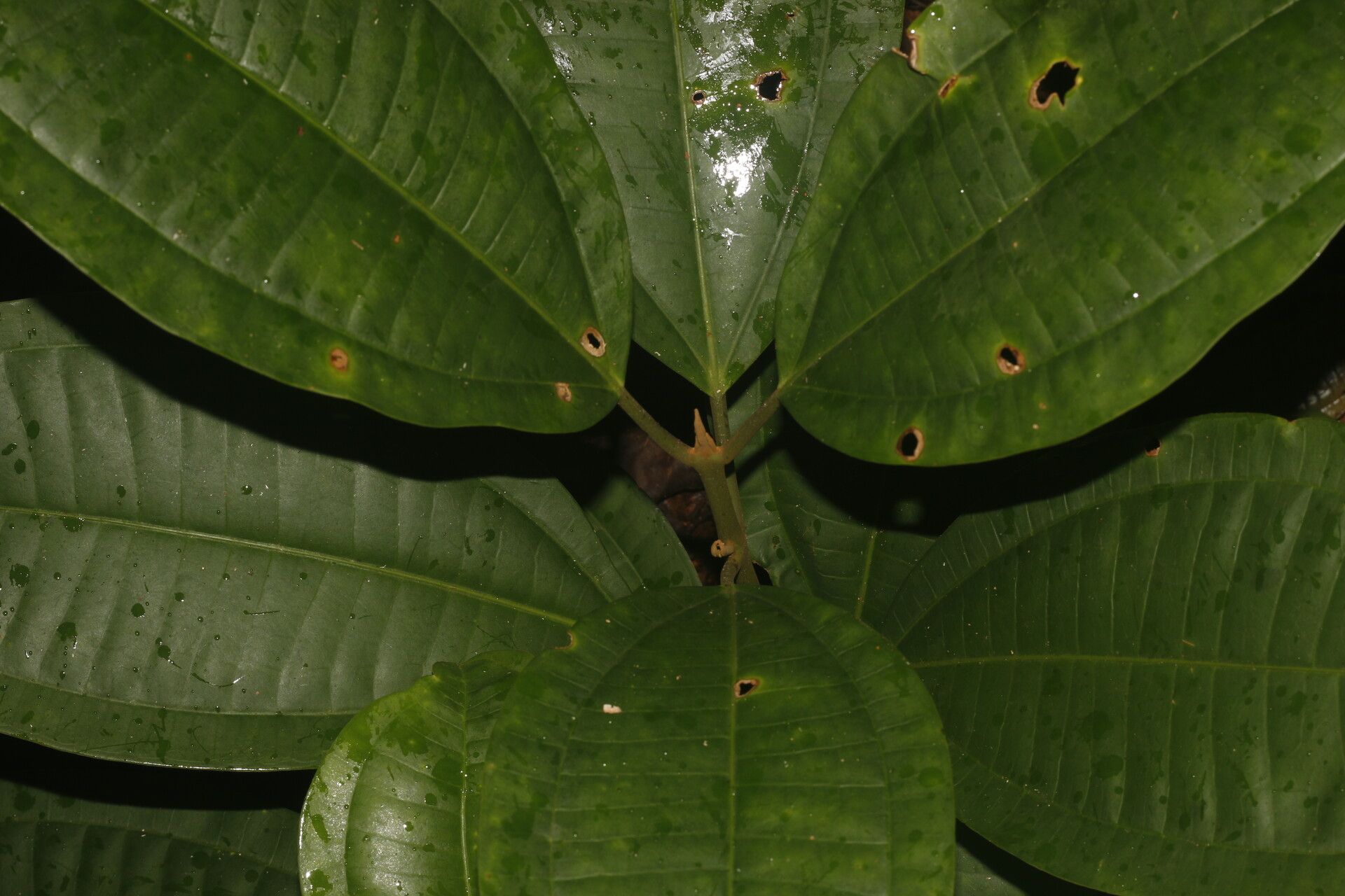 Miconia hondurensis leaf
