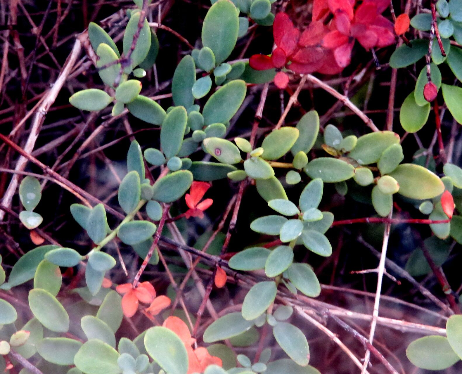 Hypericum pallens habit
