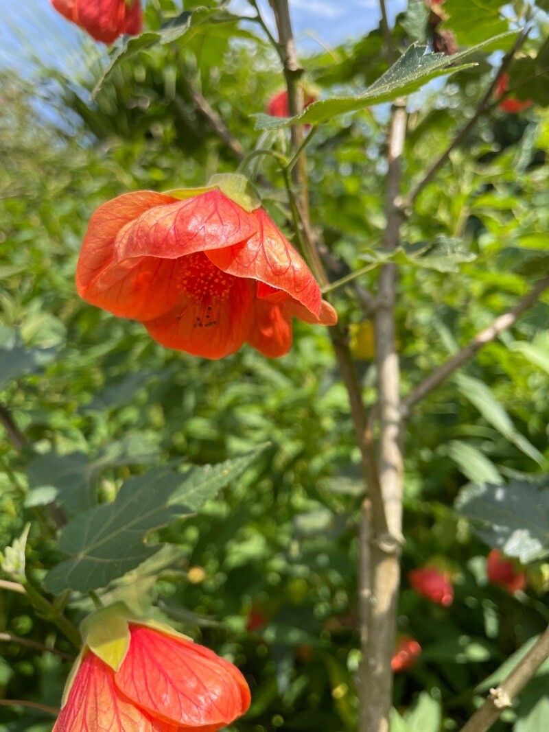 Callianthe striata — search result for 'Abutilon'