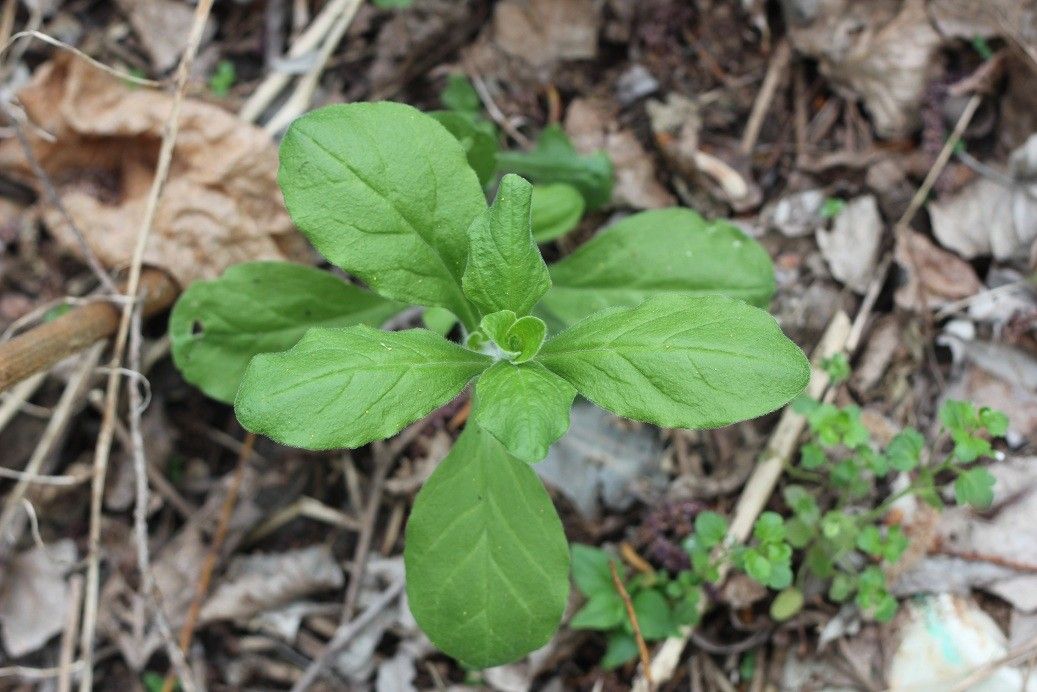 Cucubalus baccifer habit
