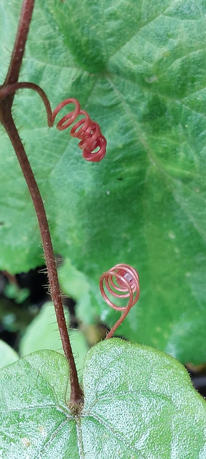 Zehneria perrieri other