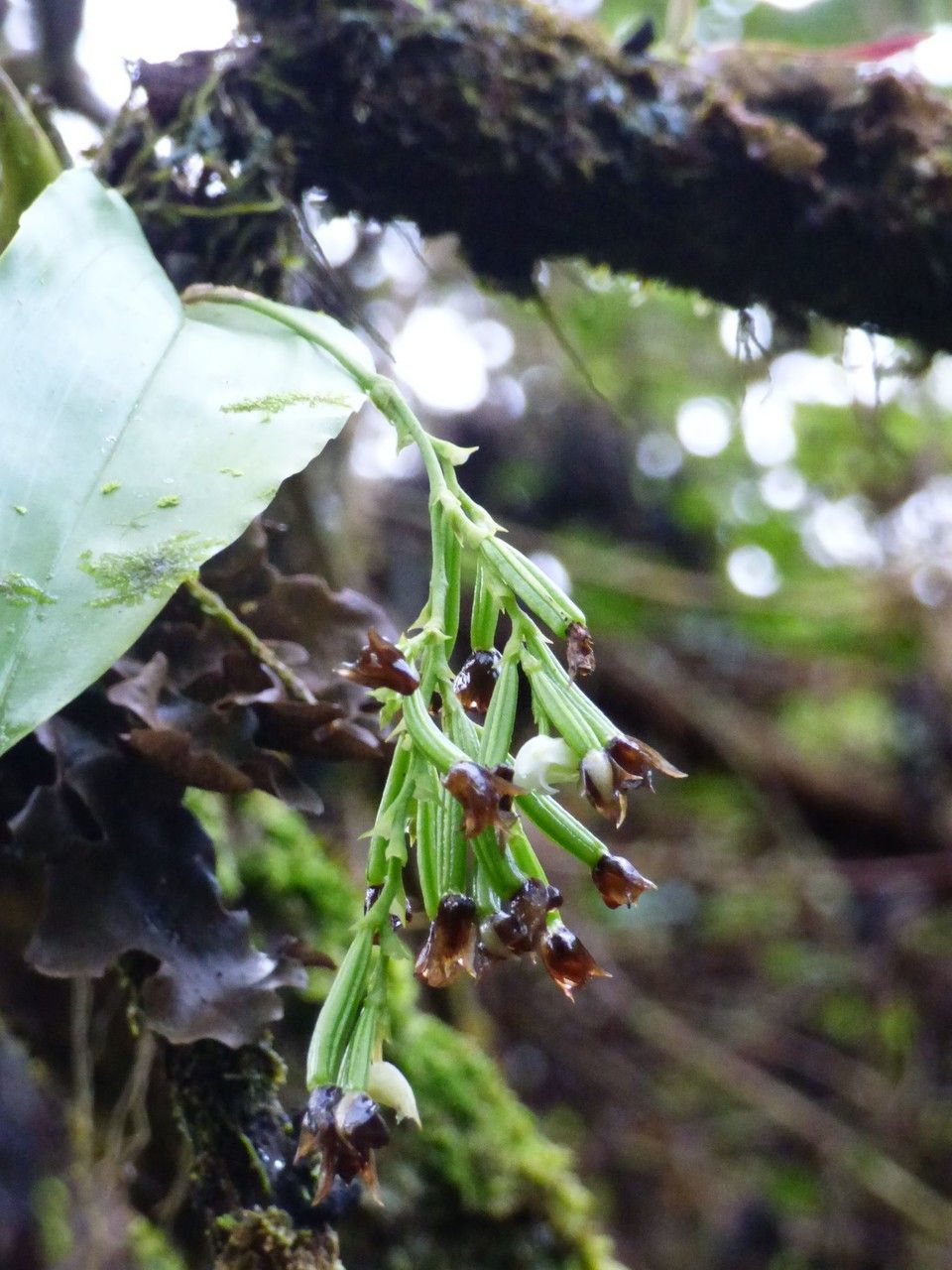 Polystachya fusiformis fruit