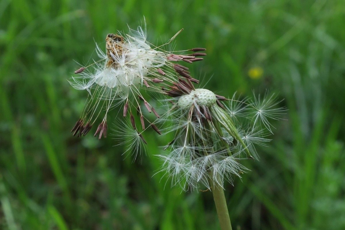 Taraxacum navarrense fruit