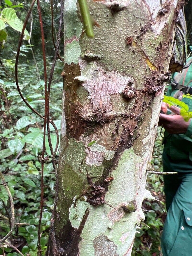 Macaranga monandra bark