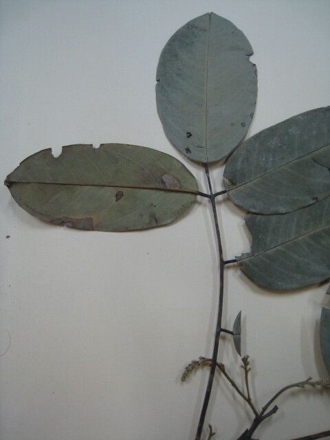 Swartzia benthamiana — houseplant care guide