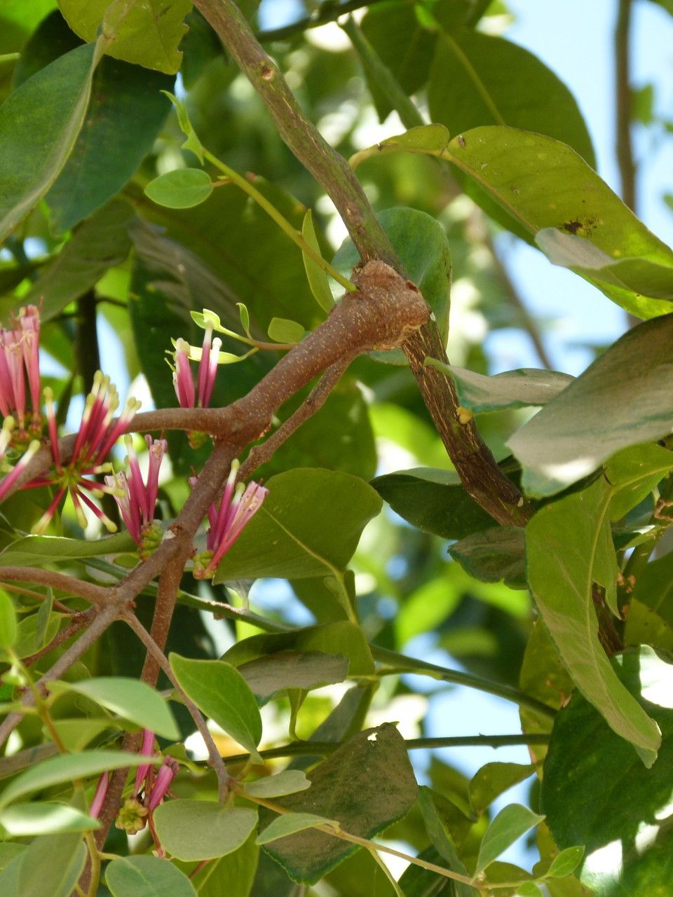 Tapinanthus bangwensis flower
