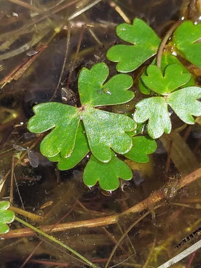Ranunculus ololeucos — houseplant care guide