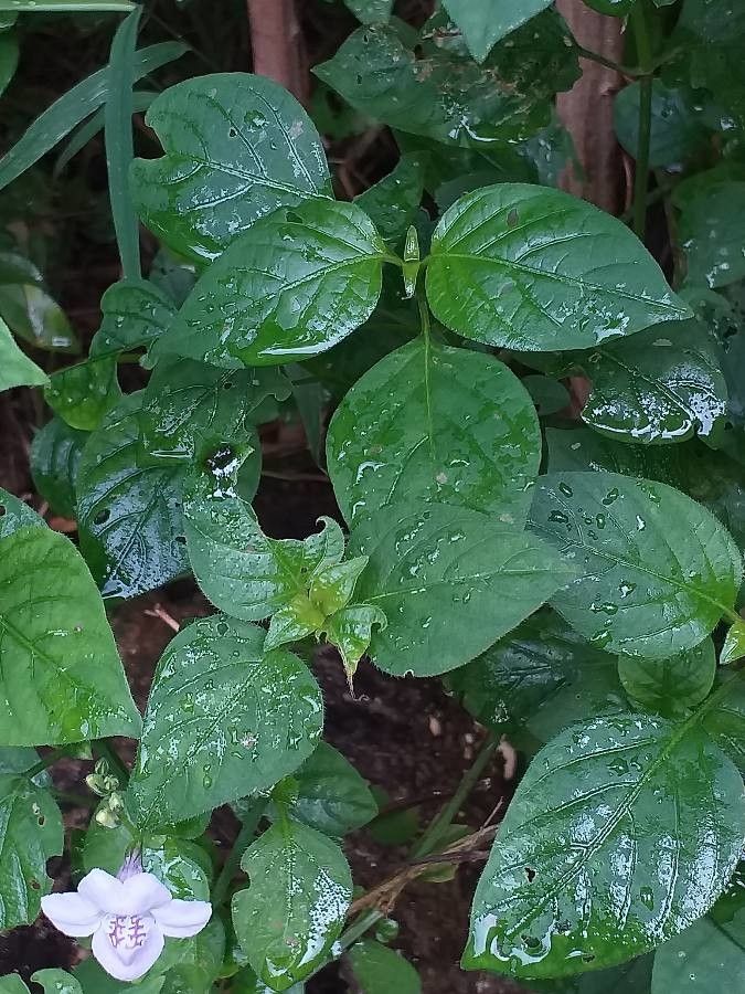 Asystasia intrusa — search result for 'Asystasia'