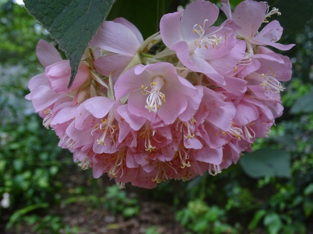 Dombeya wallichii flower