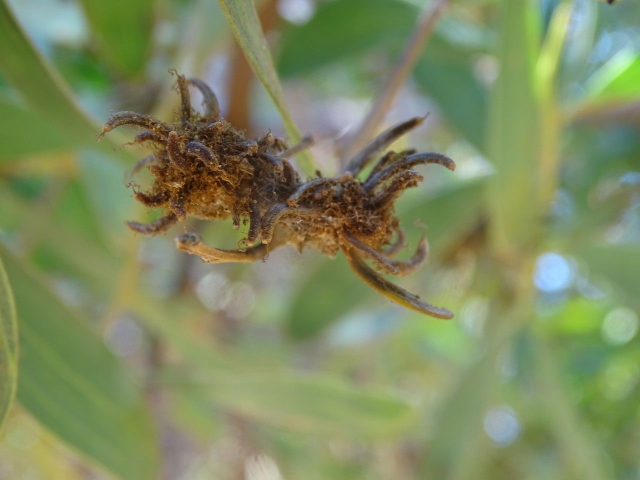 Acacia melanoxylon flower