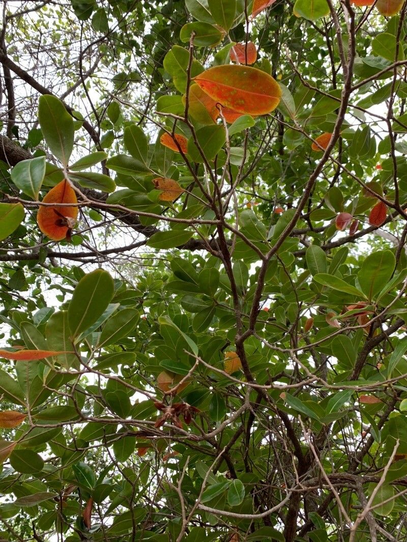 Foetidia comorensis — related species from the same genus