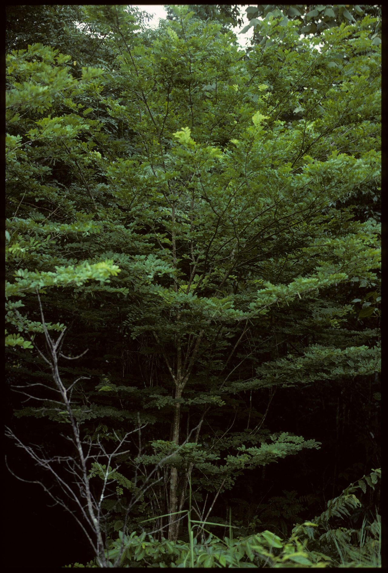 Indigofera bemarahaensis — search result for 'Indigofera'