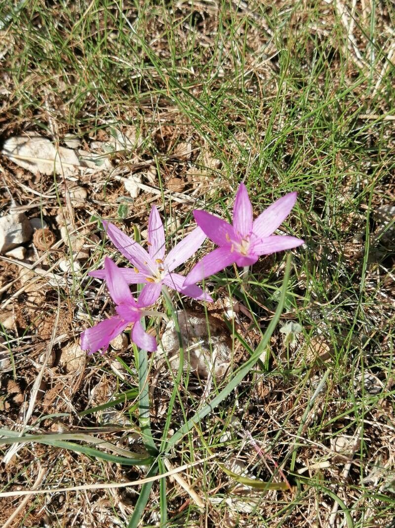 Colchicum peloponnesiacum flower