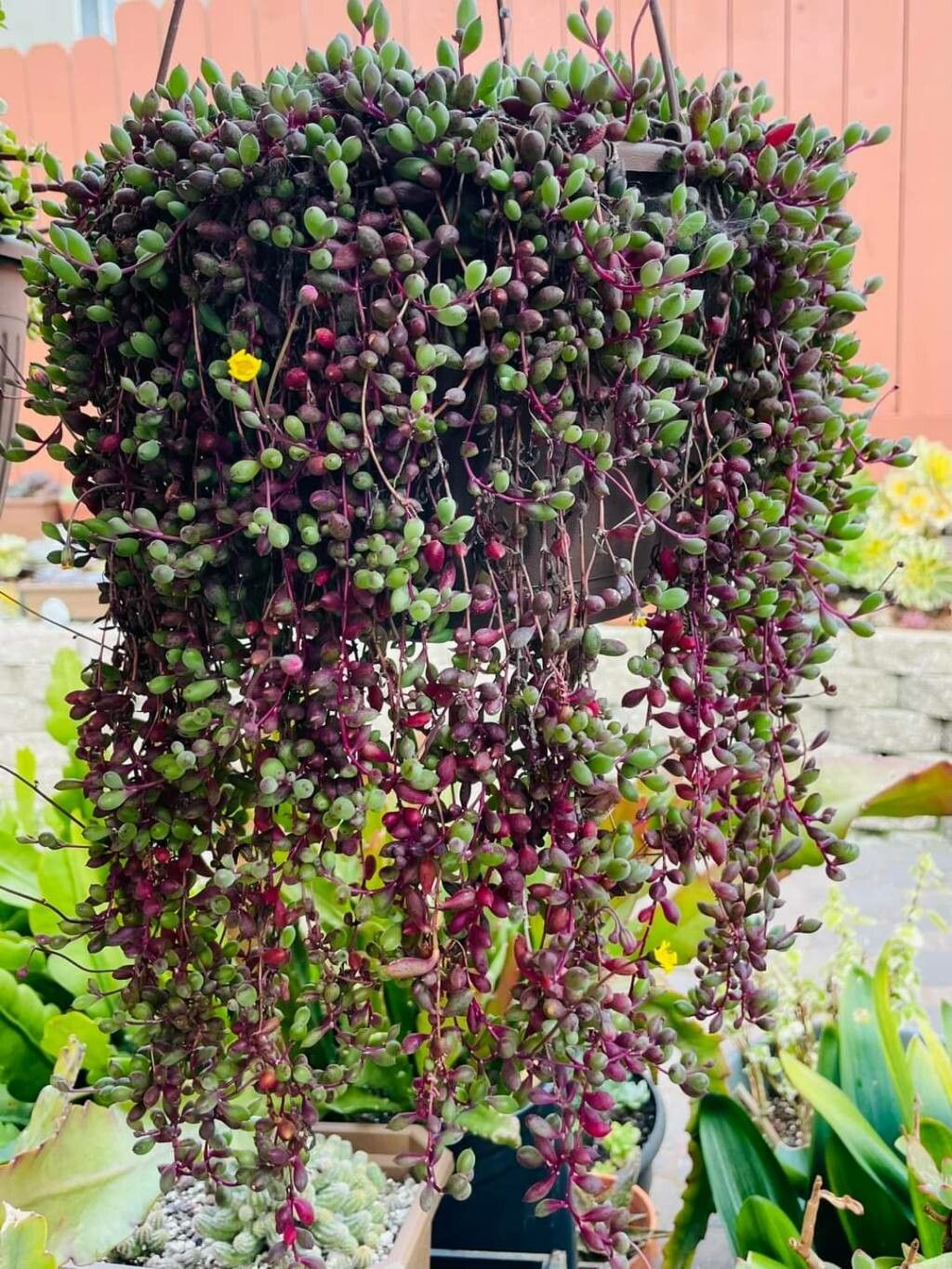 Crassothonna capensis leaf