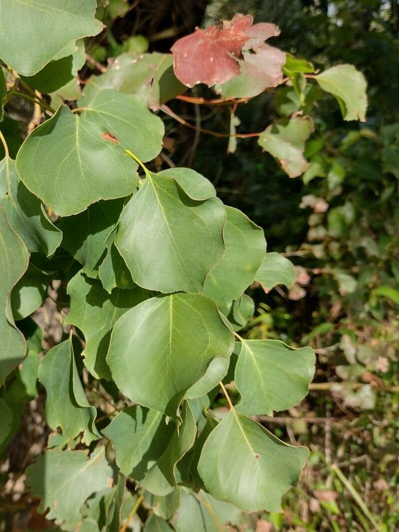 Eucalyptus baueriana — houseplant care guide