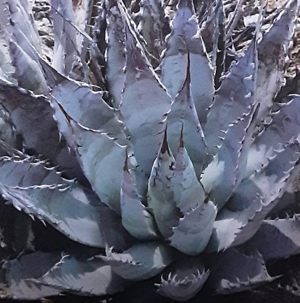 Agave subsimplex habit