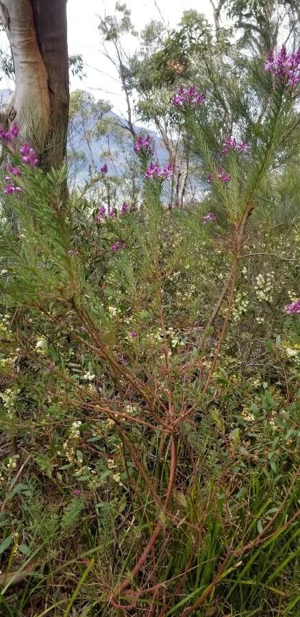 Comesperma ericinum habit