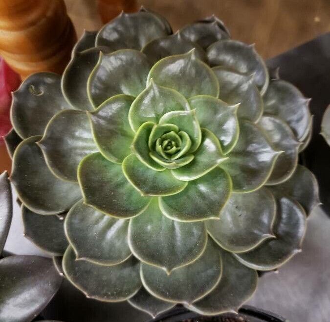 Echeveria secunda leaf