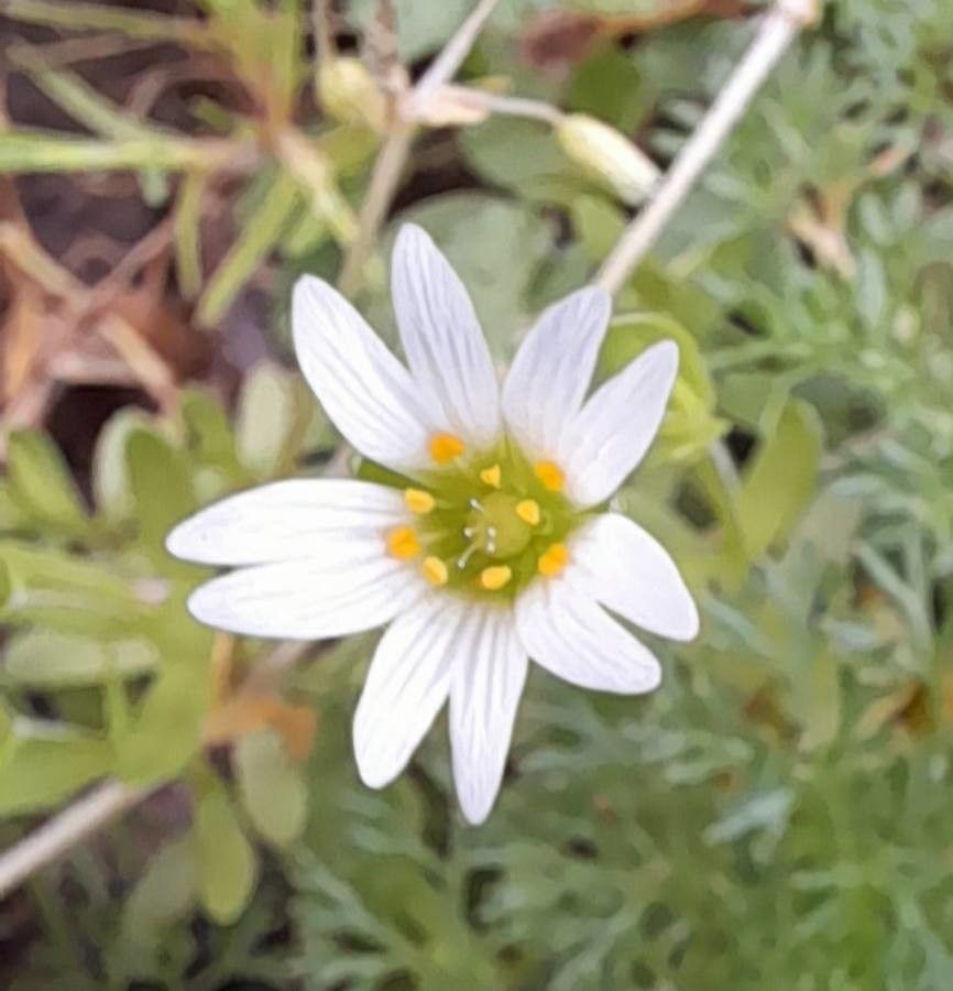 Cerastium humifusum flower