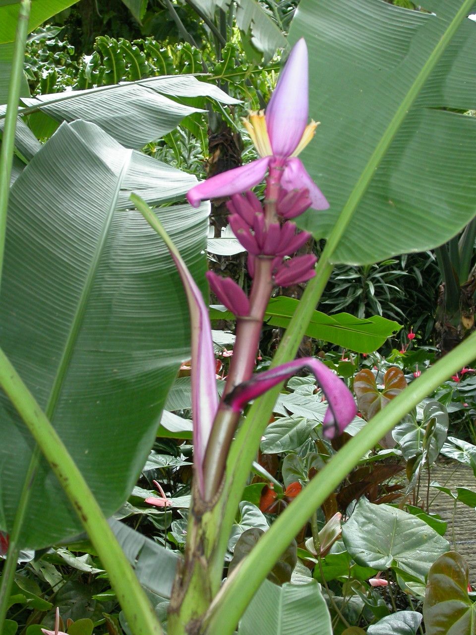 Musa velutina flower