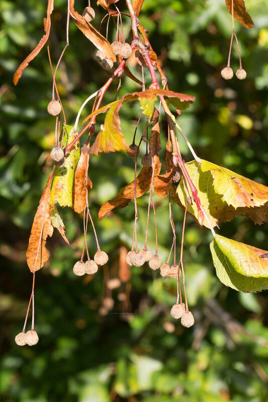 Tilia × europaea fruit