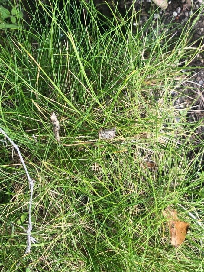 Festuca gautieri — search result for 'Poaceae'
