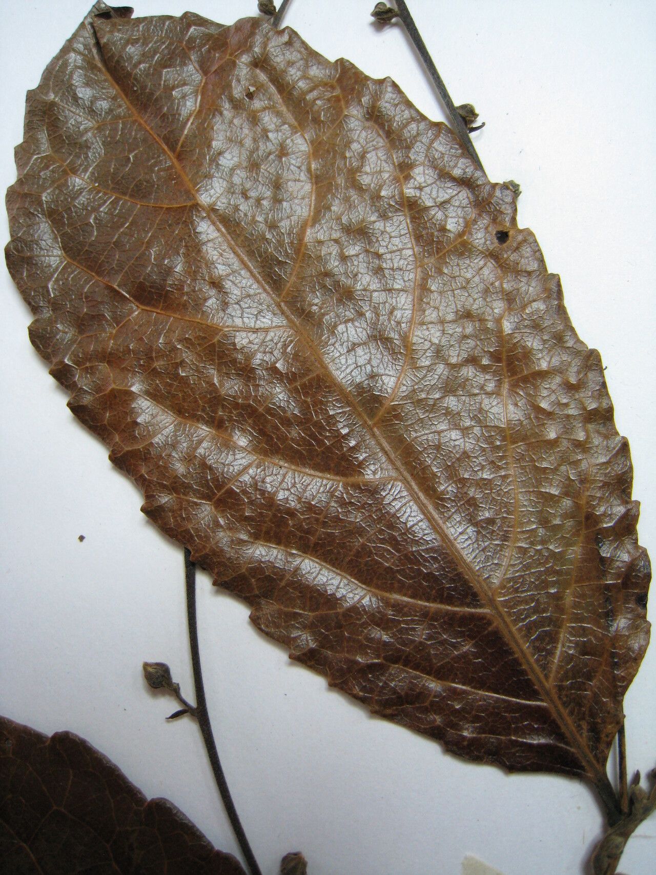 Homalium guianense other