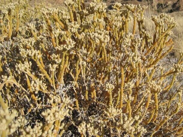Mesembryanthemum pseudoschlichtianum habit