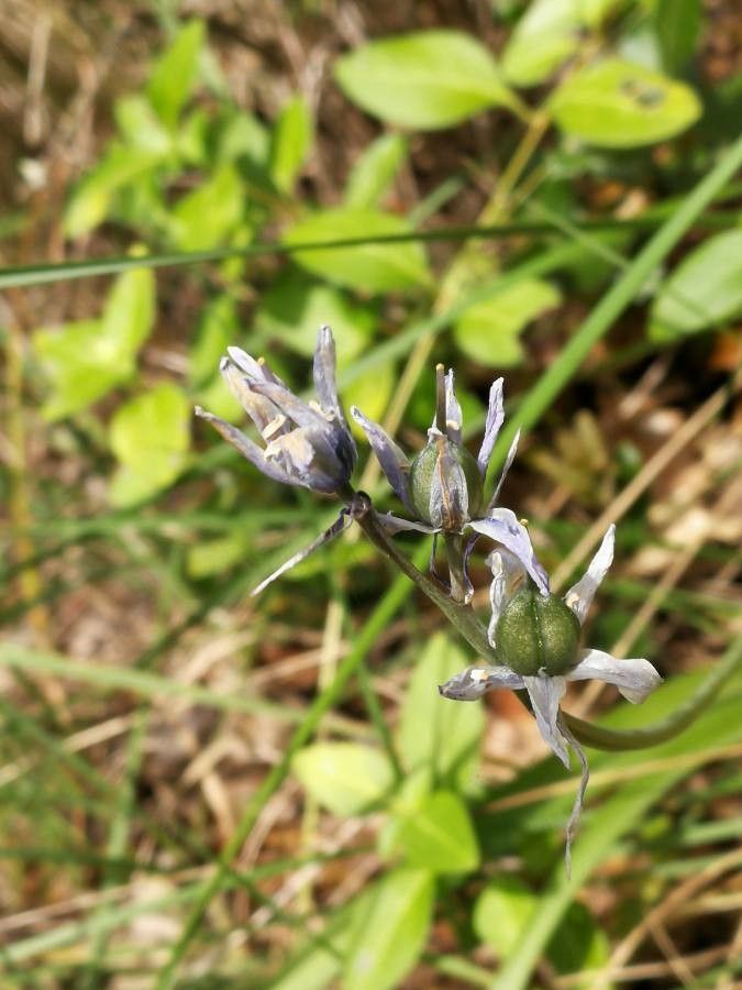 Hyacinthoides hispanica fruit