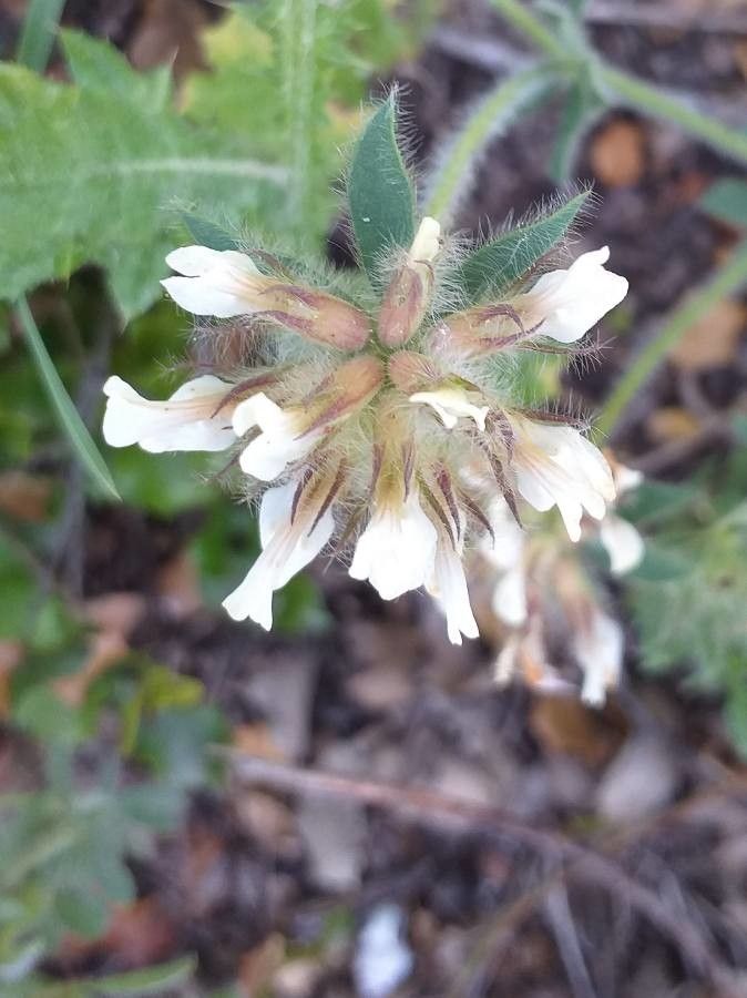 Dorycnium hirsutum flower