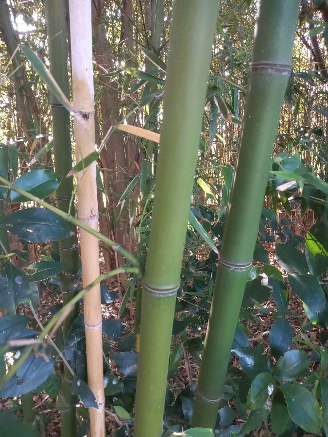 Guadua angustifolia bark
